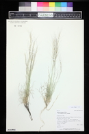 Aristida purpurea var. nealleyi image