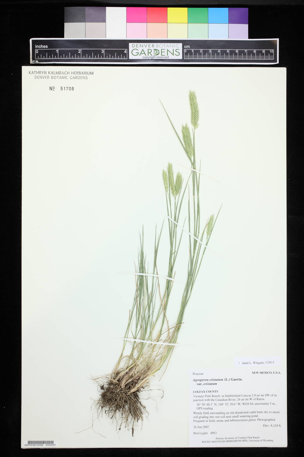 Agropyron cristatum subsp. cristatum image