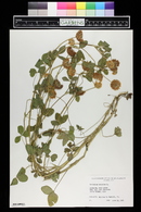 Trifolium hybridum image