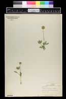 Trifolium longipes image