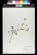 Trifolium repens image