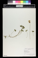 Trifolium repens image