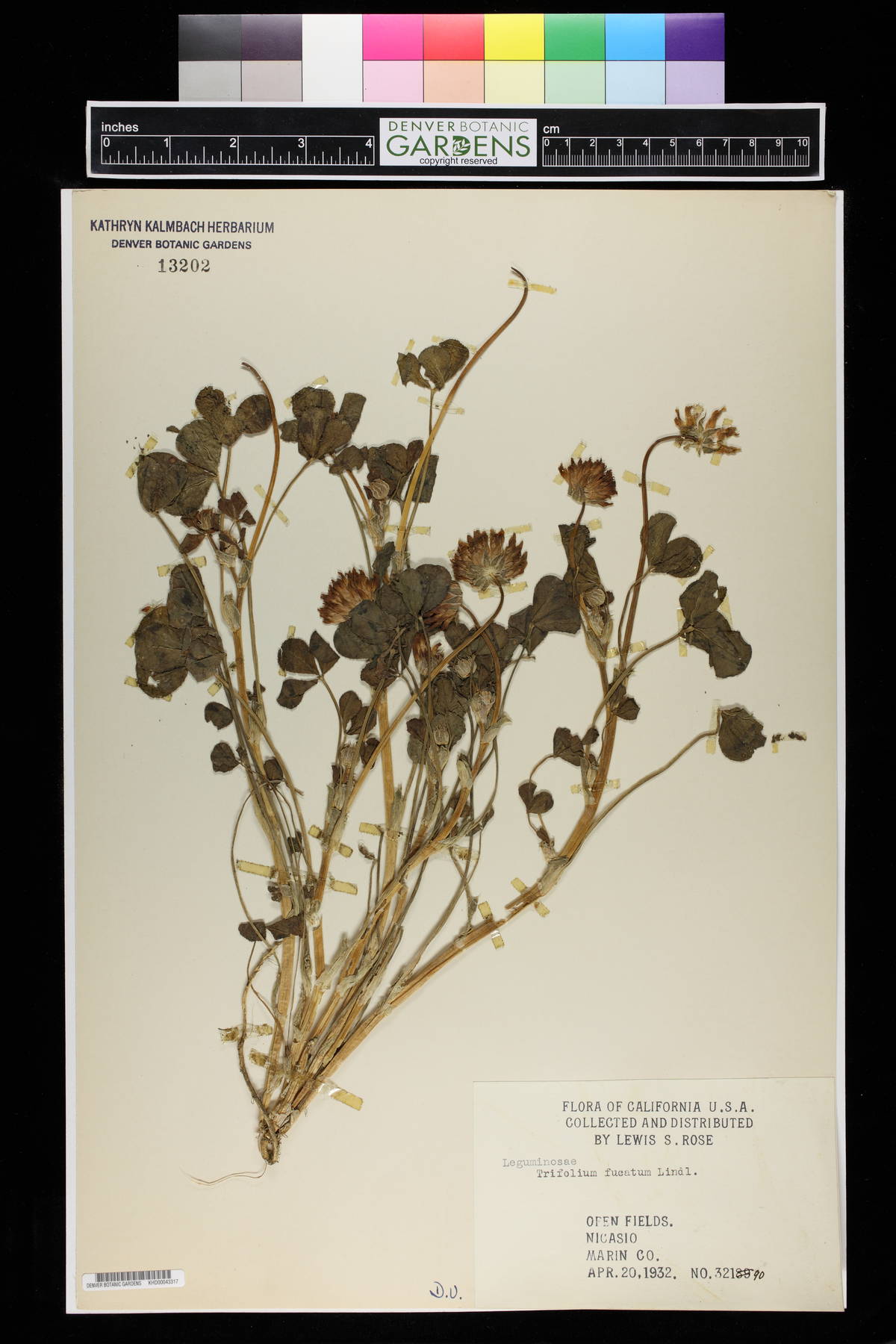 Trifolium fucatum image