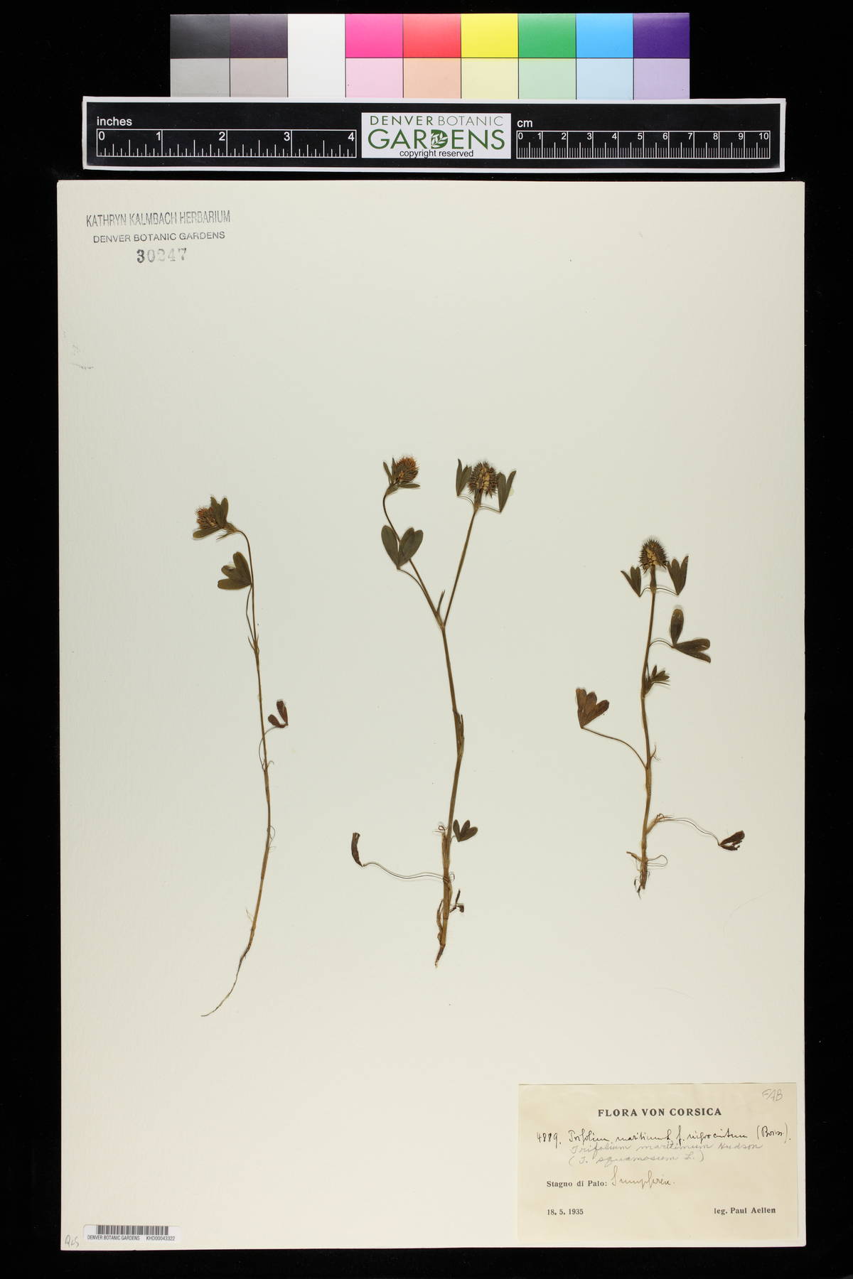 Trifolium maritimum image