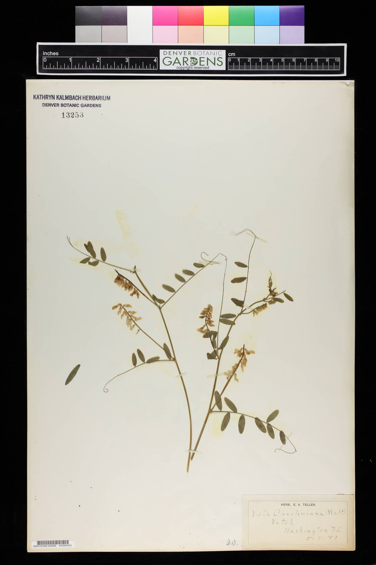 Vicia caroliniana image