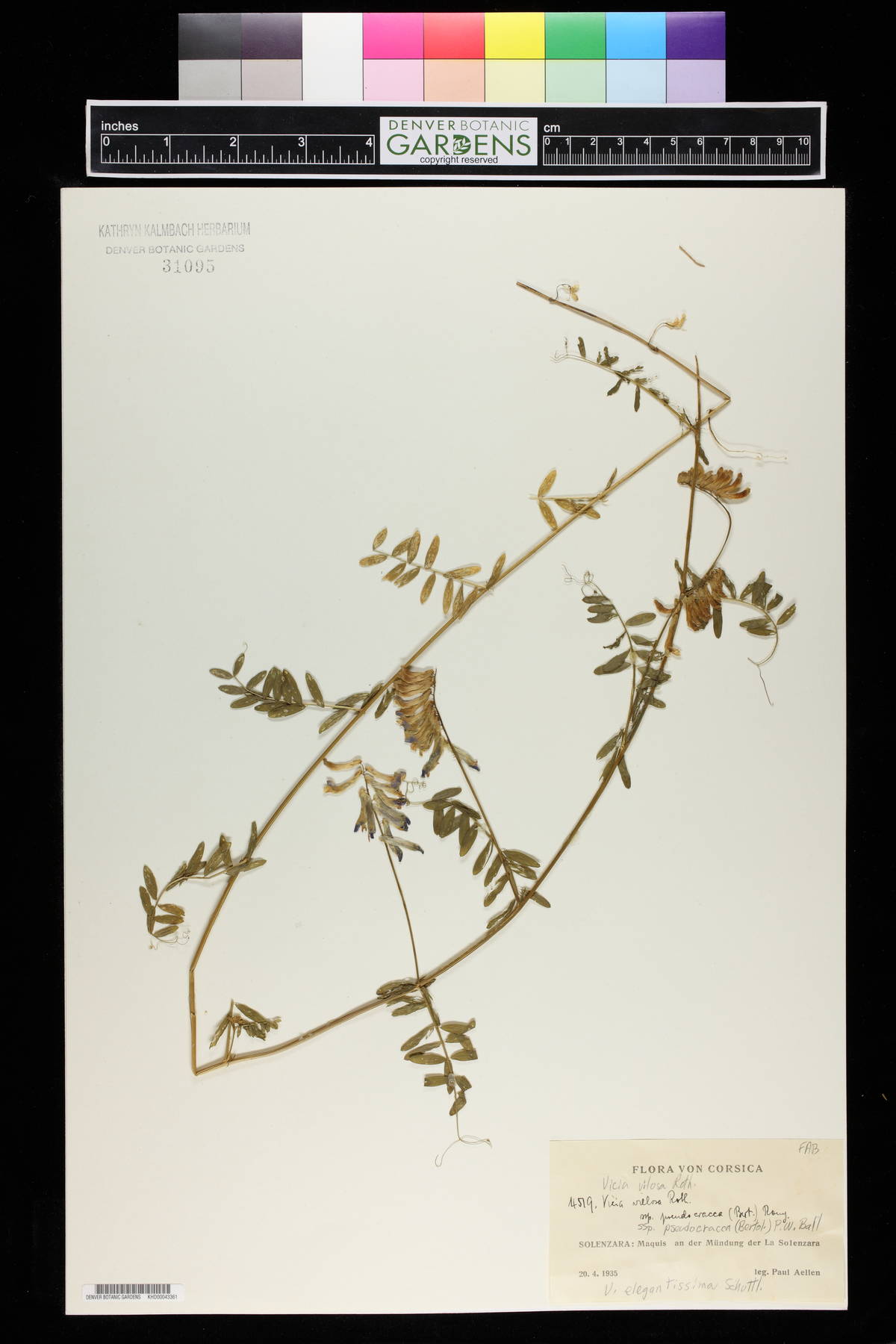 Vicia villosa subsp. pseudocracca image