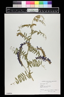 Vicia villosa image