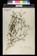 Vicia parviflora image