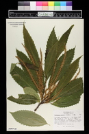 Castanea dentata image