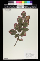 Fagus sylvatica image