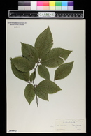 Fagus grandifolia image