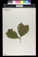 Quercus bicolor image