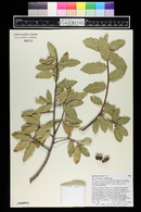 Quercus emoryi image