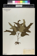 Quercus triloba image