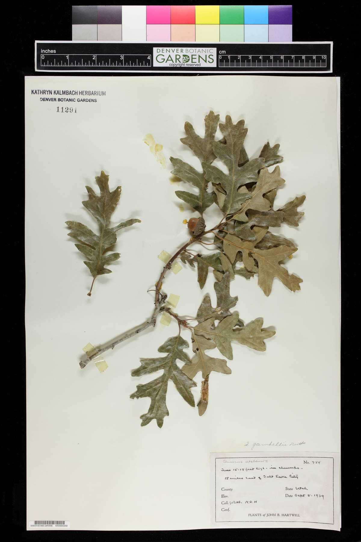 Quercus gambelii var. gambelii image