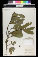 Quercus laurifolia image