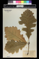 Quercus macrocarpa image