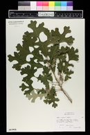 Quercus macrocarpa image