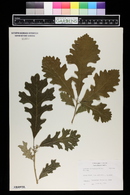 Quercus macrocarpa image