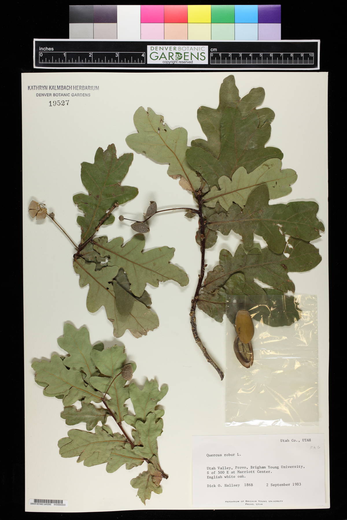 Quercus robur image