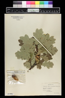 Quercus robur subsp. pedunculiflora image