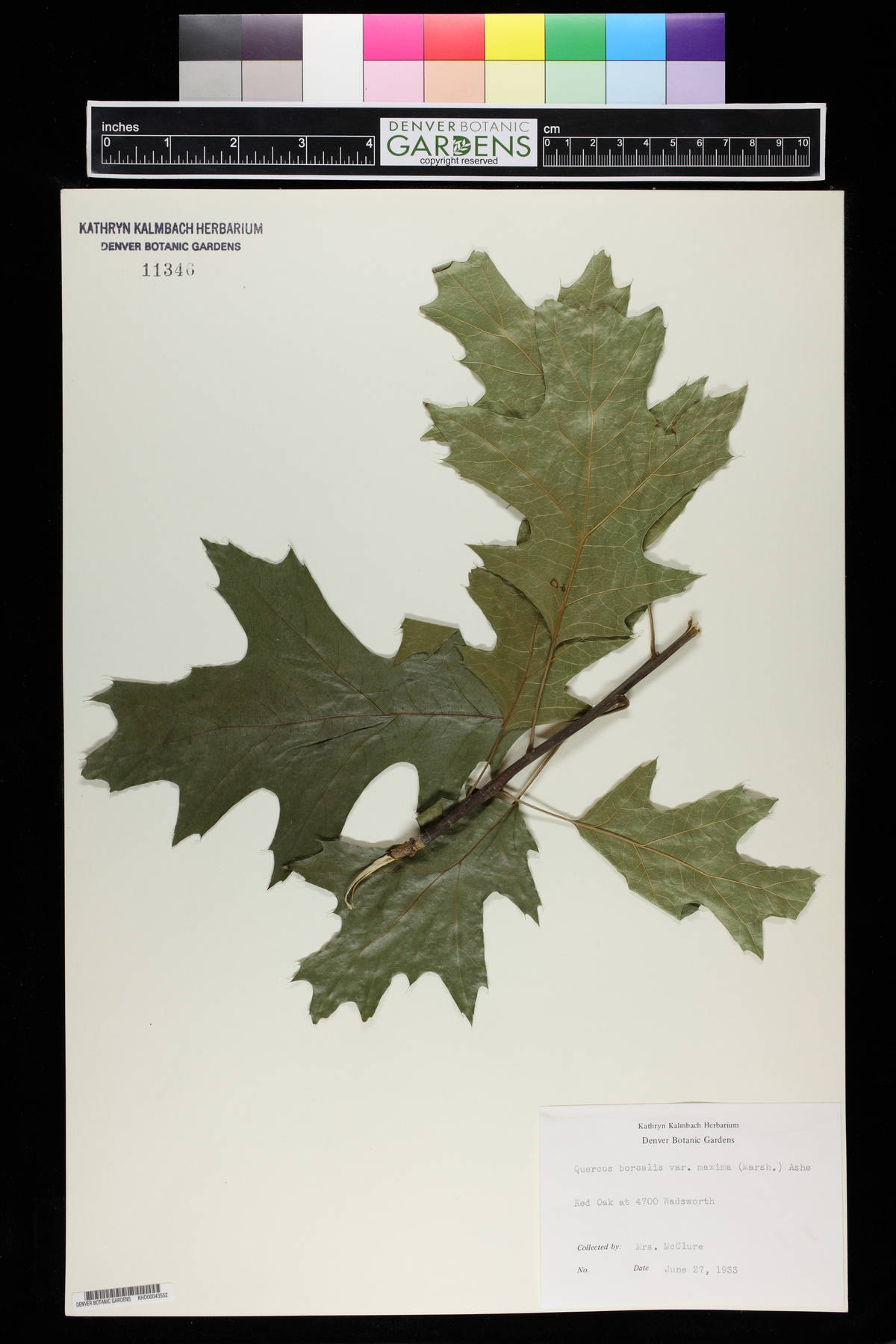 Quercus borealis var. maxima image