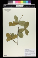 Quercus rugosa image