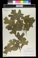 Quercus stellata image