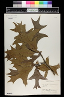 Quercus laevis image