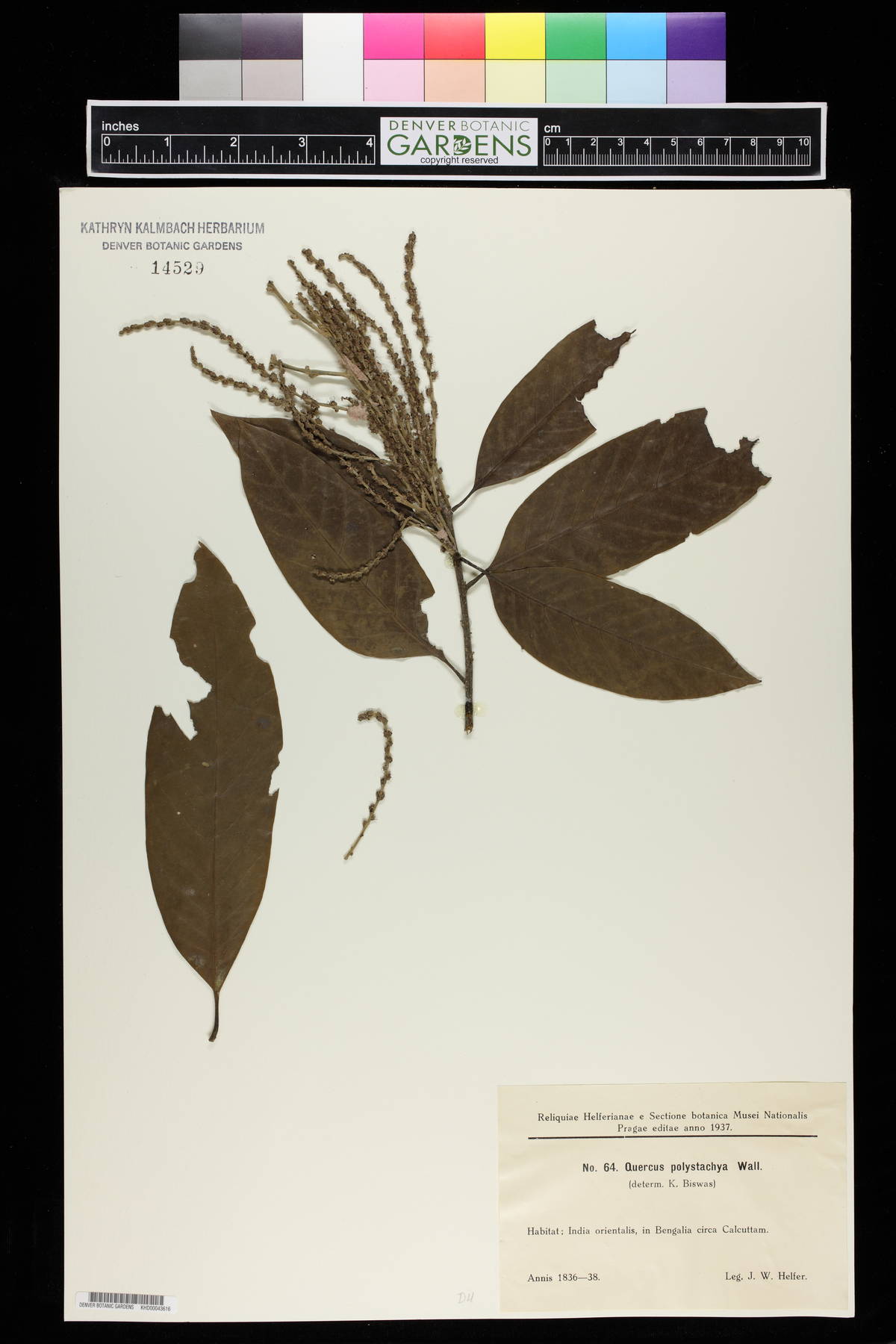 Lithocarpus polystachyus image