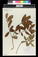 Quercus virginiana image