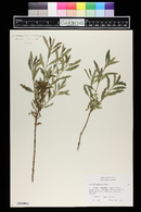 Quercus havardii image