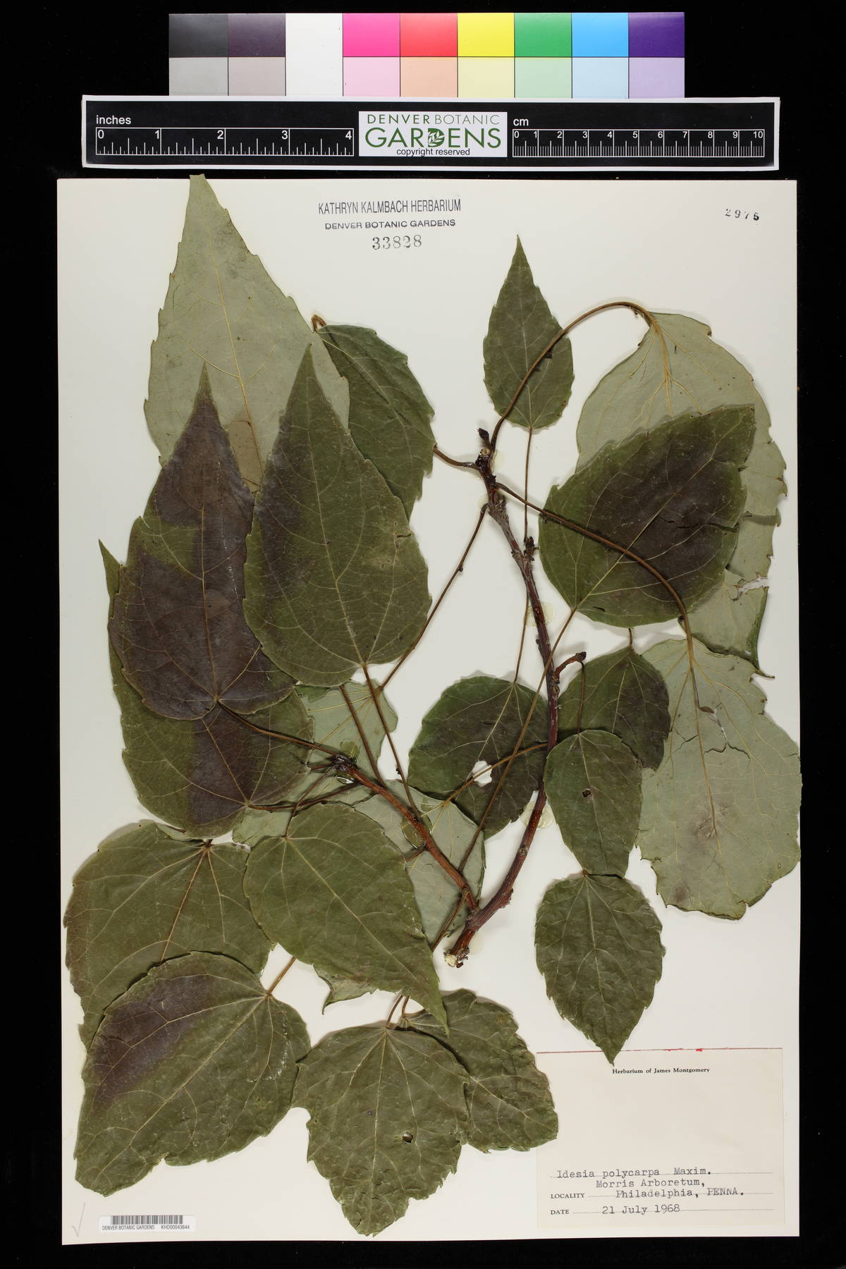 Idesia polycarpa image