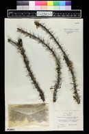 Fouquieria fasciculata image