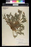 Corydalis aurea image