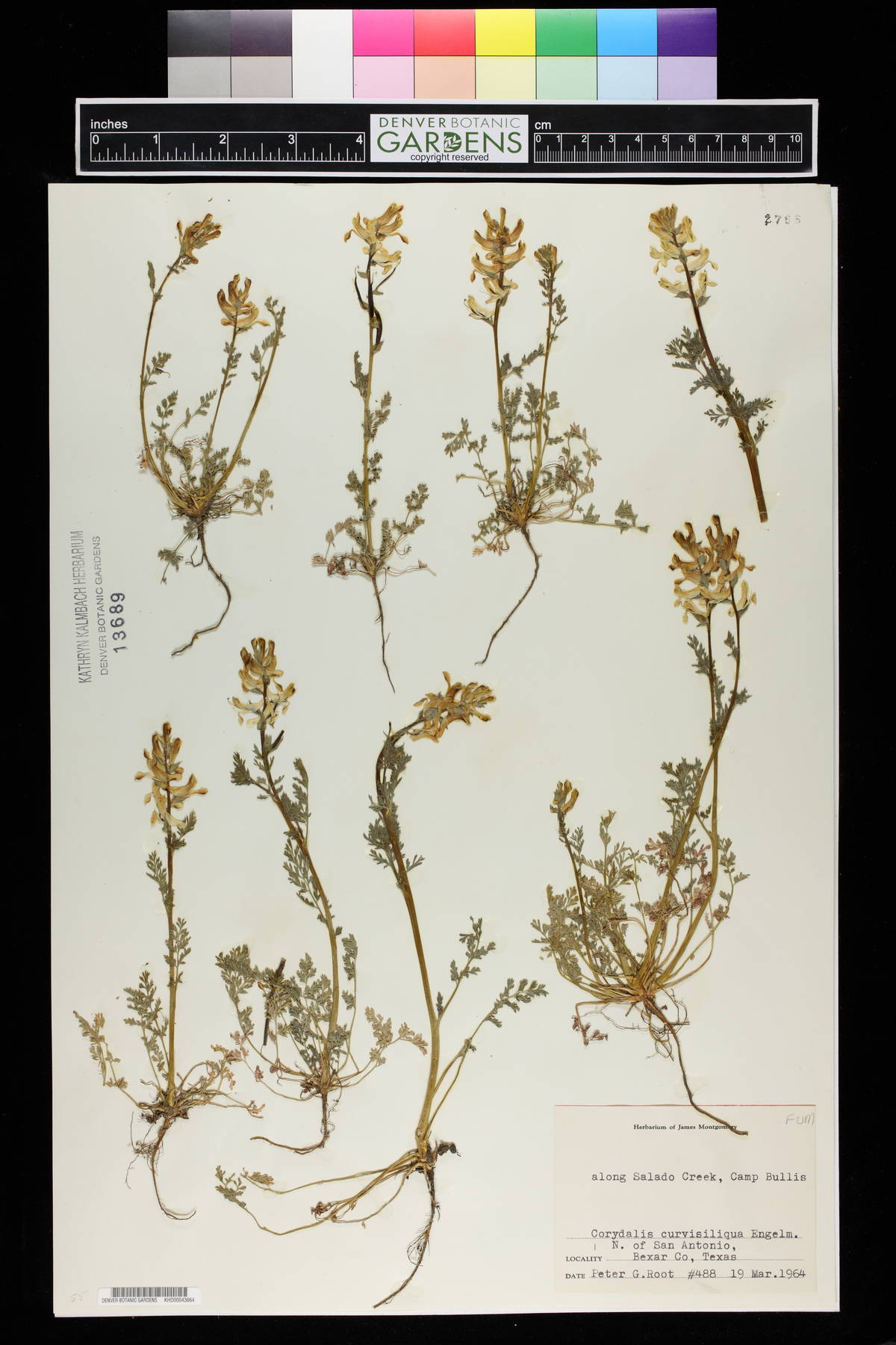 Corydalis curvisiliqua image