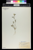 Corydalis flavula image