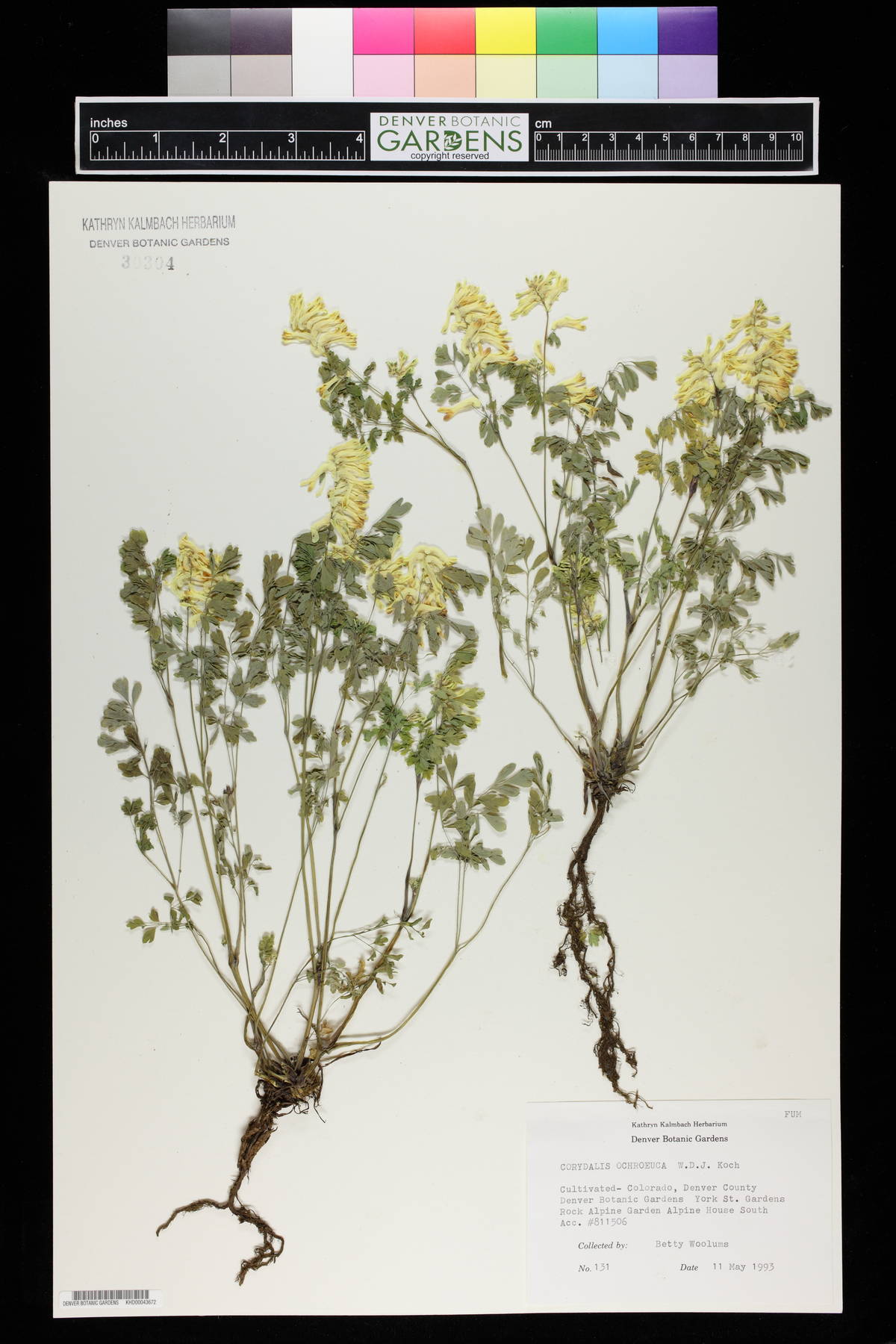 Corydalis ochroleuca image