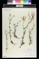 Capnoides sempervirens image