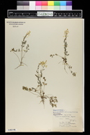 Corydalis crystallina image