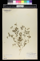 Corydalis micrantha image