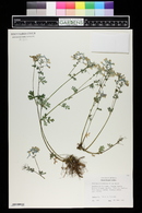 Corydalis flexuosa image