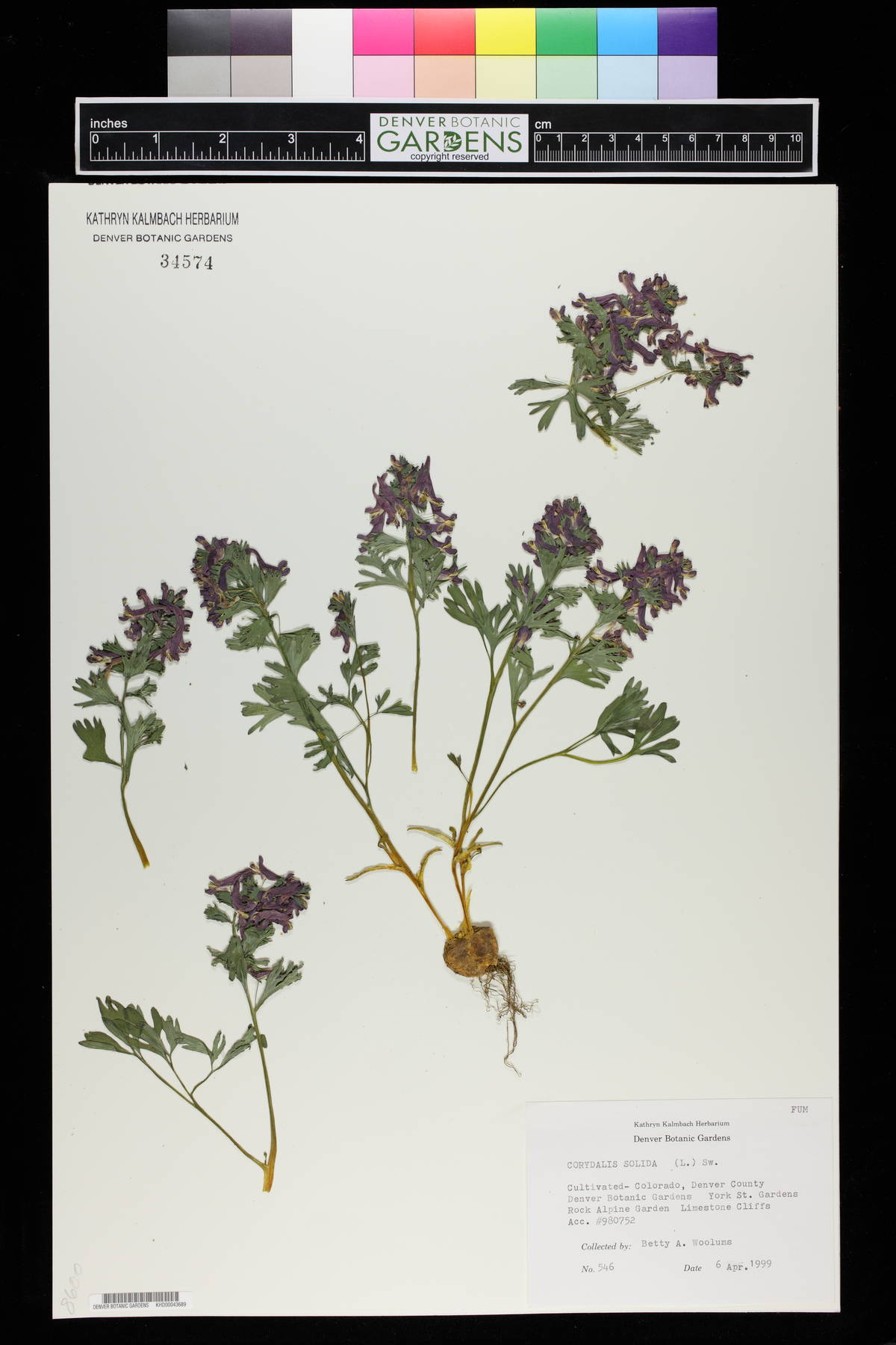 Corydalis solida subsp. solida image