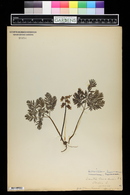 Dicentra canadensis image