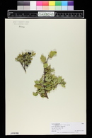Garrya ovata subsp. goldmanii image