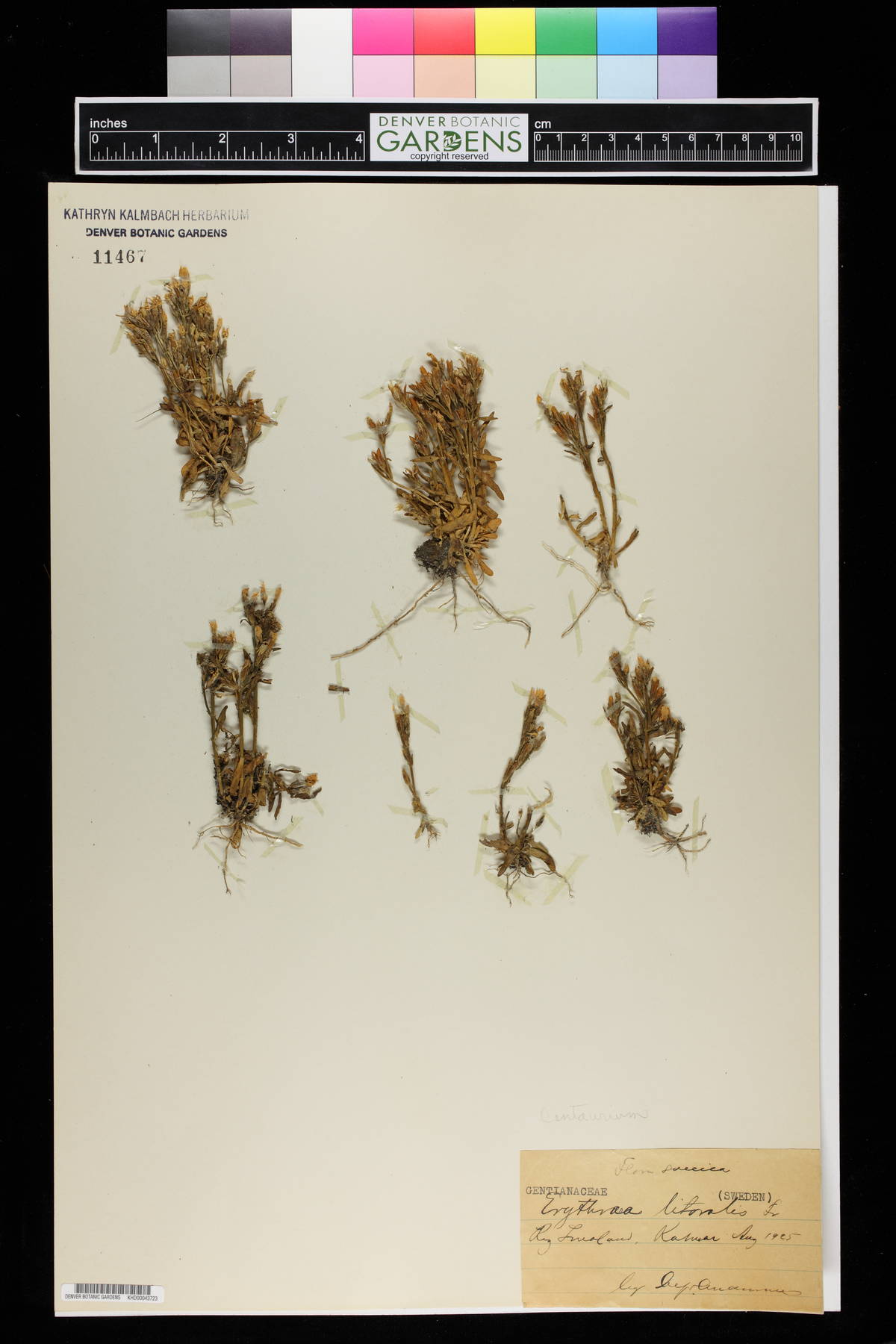 Erythraea littoralis image