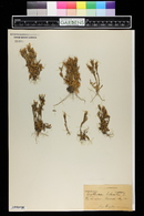 Image of Erythraea littoralis