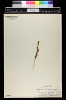 Image of Centaurium sebaeoides