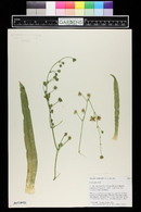 Frasera paniculata image