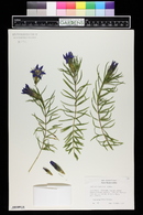 Gentiana paradoxa image